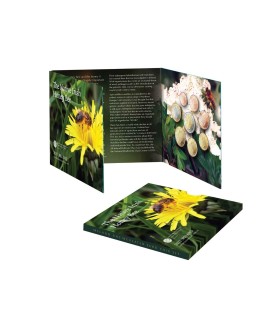 BU Irlande 2021